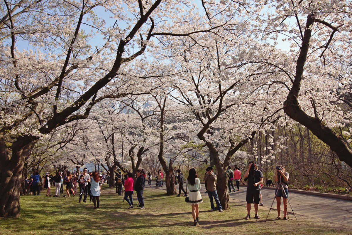 Image result for high park cherry blossoms